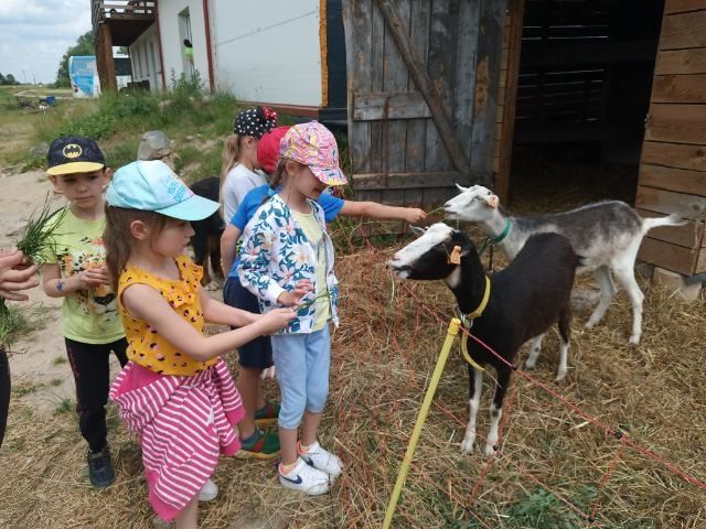 Dzieci głaszczą kozy.
