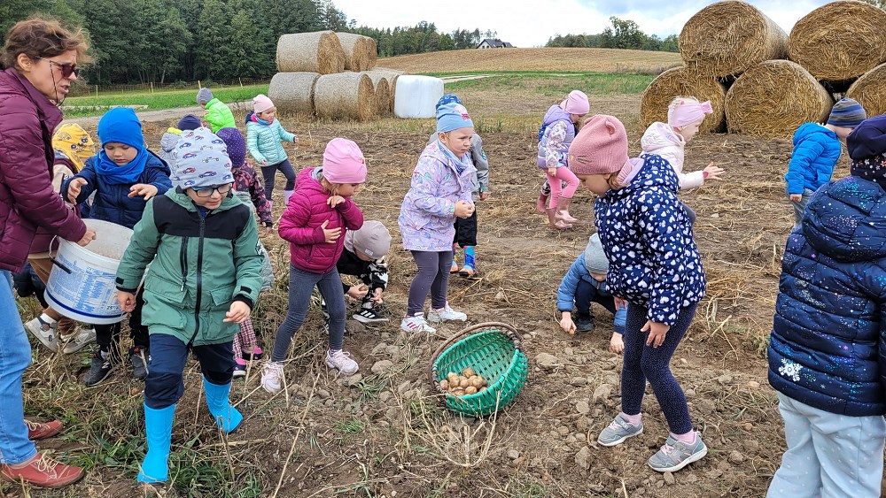 Dzieci zbierają do kosza ziemniaki.